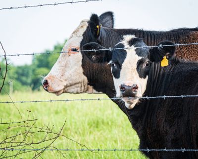 Keep Animals or Livestock Inside